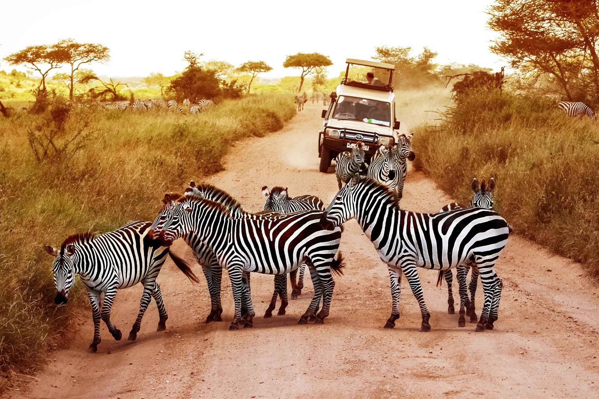 Serengeti safari tips