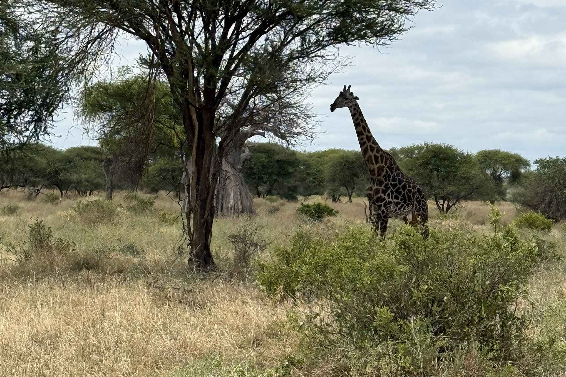 Top Recommended Safari Packages for Your Budget in Tanzania