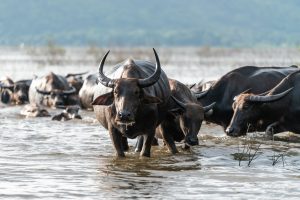 Why Tanzania is Africa’s Top Safari Destination