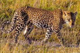The African Leopard