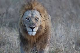 The African Lion