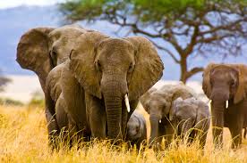 The African Elephant