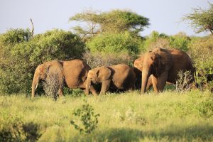 Big Five Safaris and Game Drives