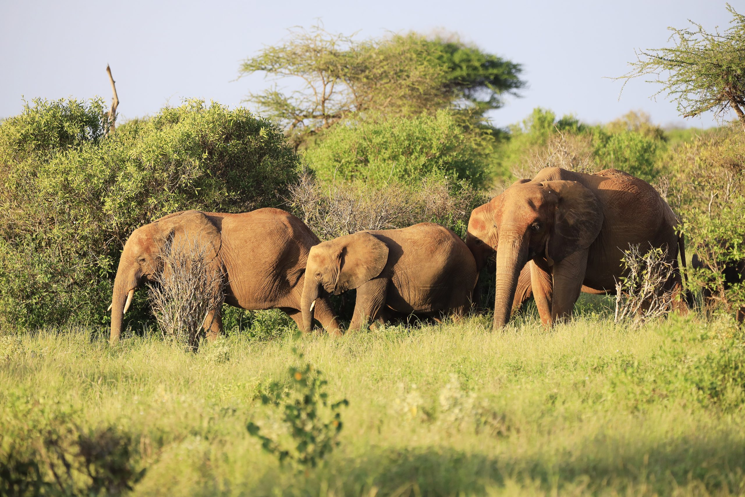 best time to visit Tarangire