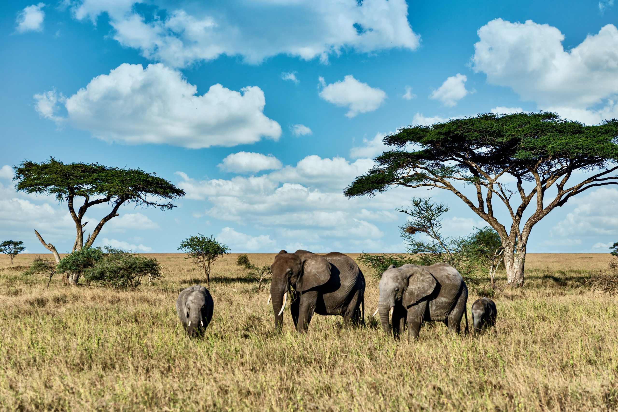 Tarangire safari highlights