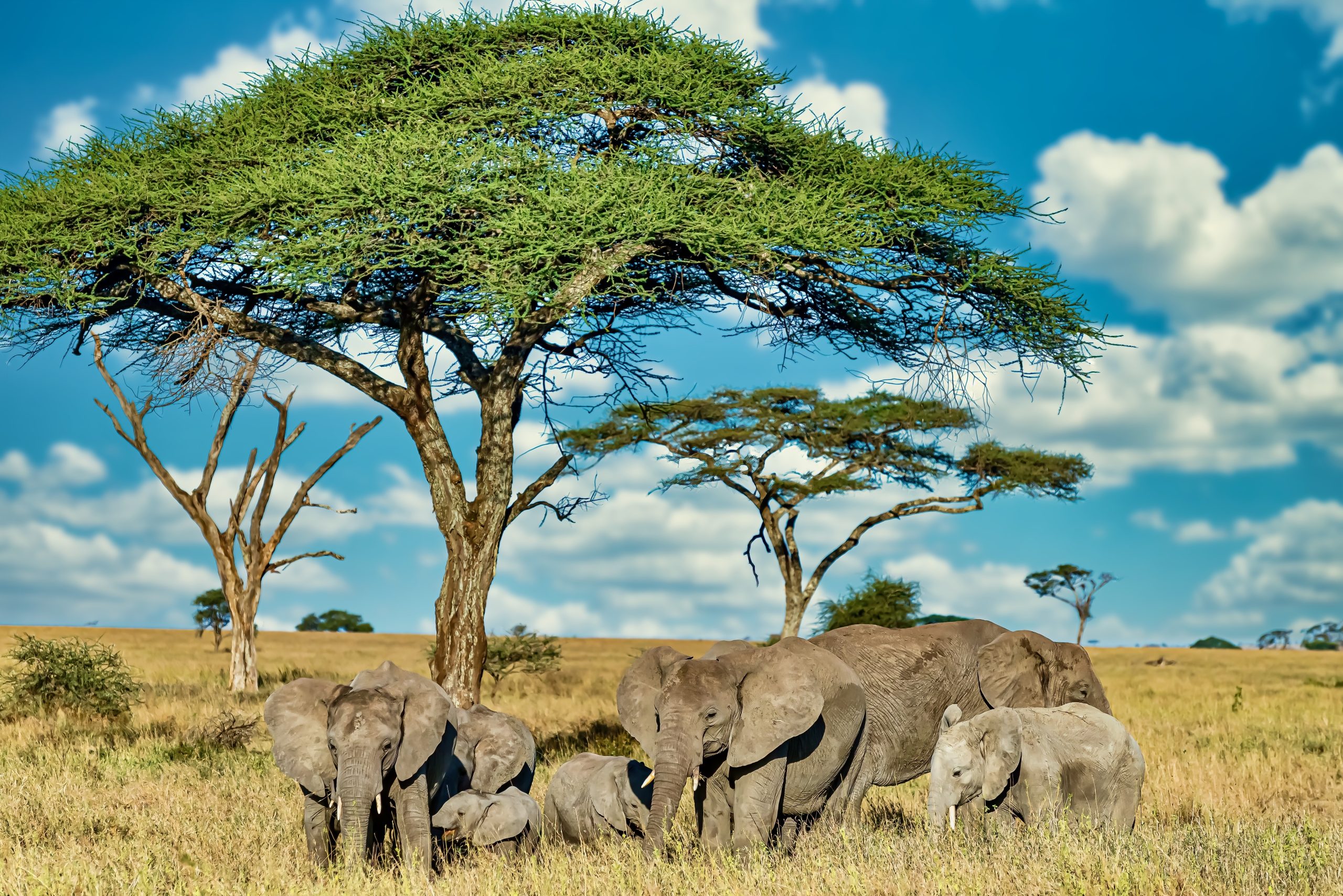 Tarangire safari highlights