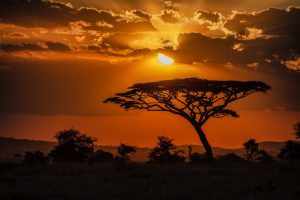 Serengeti National Park: The Ultimate Safari Sunset Experience