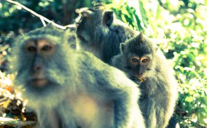 Primate Encounters and Rare Wildlife
