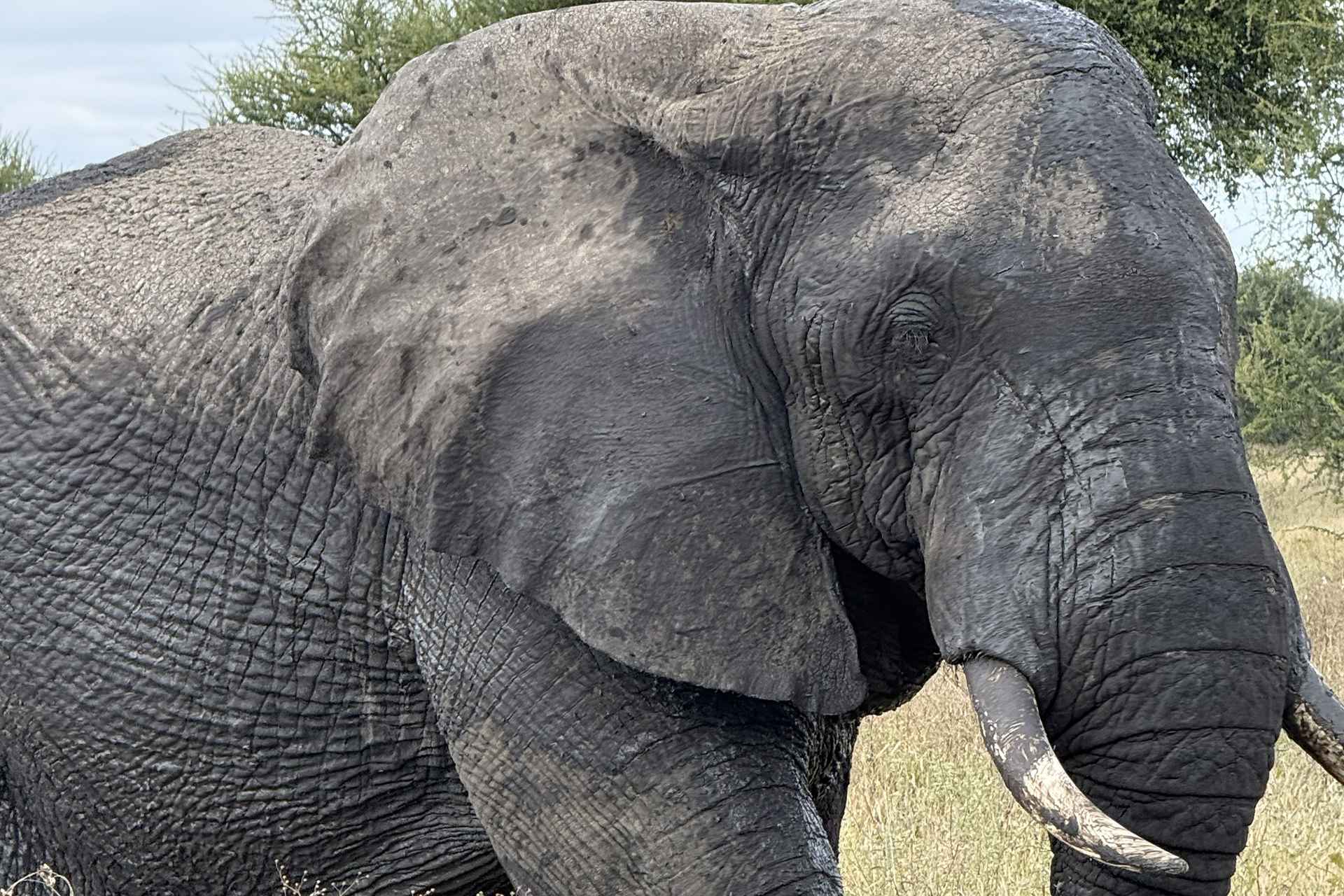 Top Recommended Safari Packages for Your Budget in Tanzania