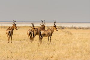 Antelopes grazing in dry grass during dry season in Tanzania