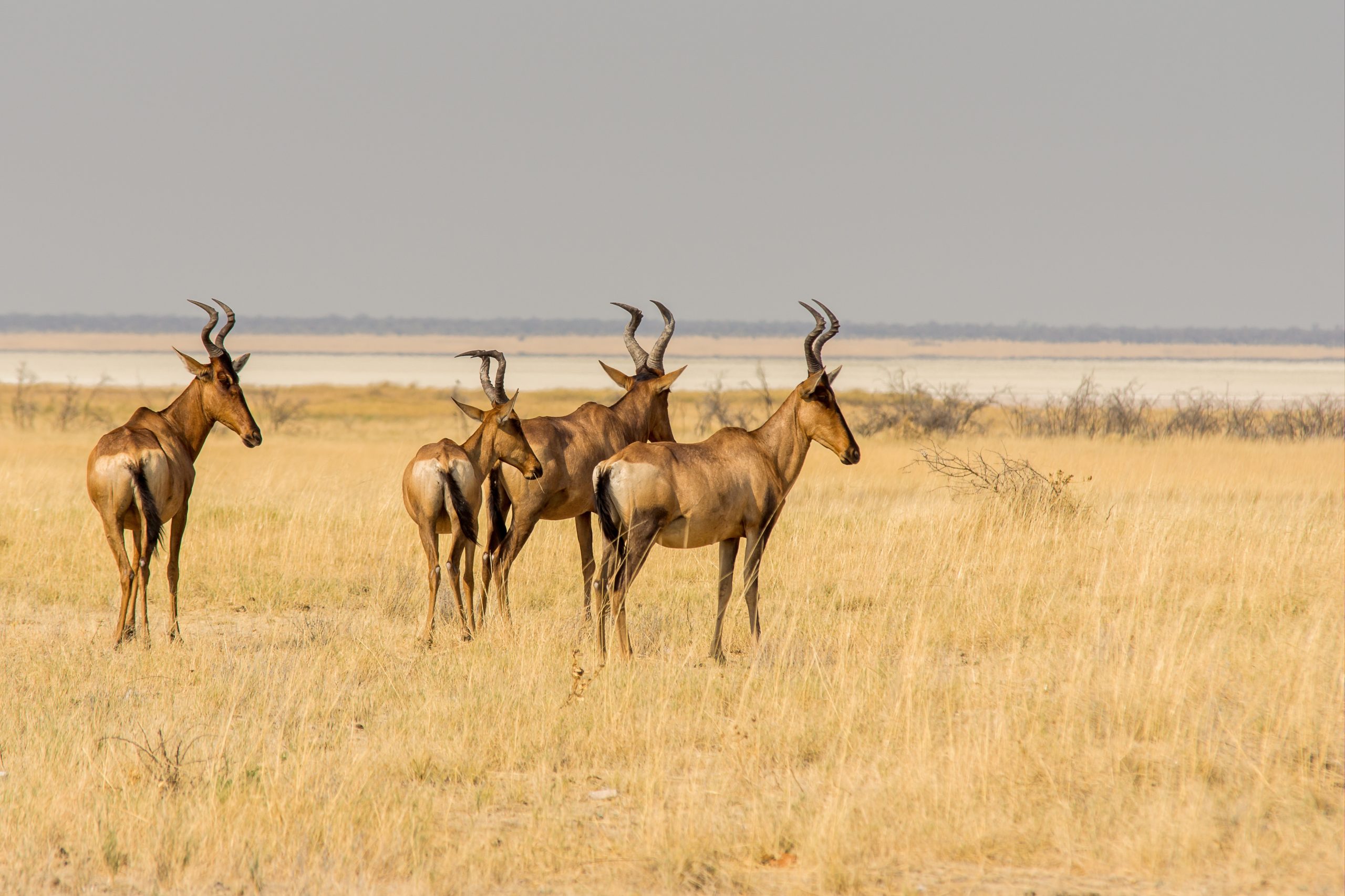safari itineraries