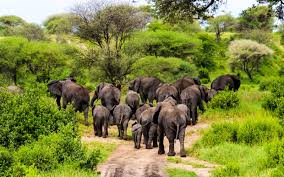 best time to visit Ngorongoro