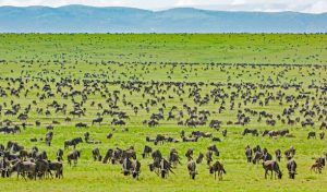Best Tour Operator for Safari Tanzania – Large herd of wildlife roaming Serengeti National Park during a guided safari