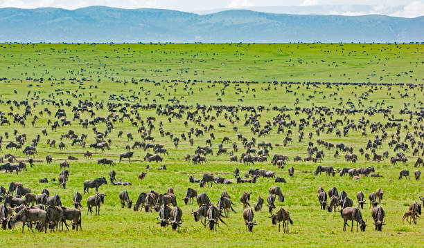 best time to visit Ngorongoro