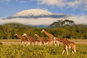 Giraffes in Tanzania with Mount Kilimanjaro in the background showcasing Africa’s premier safari destination