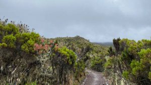 Machame Route trail on Mount Kilimanjaro during guided climb in Tanzania