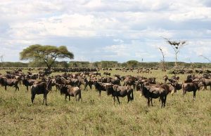 Herd of wildebeest during the Great Migration in Serengeti National Park Tanzania