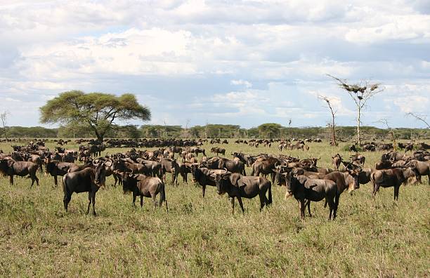 safari itineraries