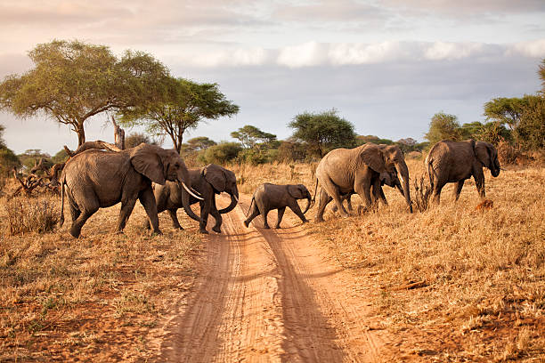 TTarangire wildlife guide