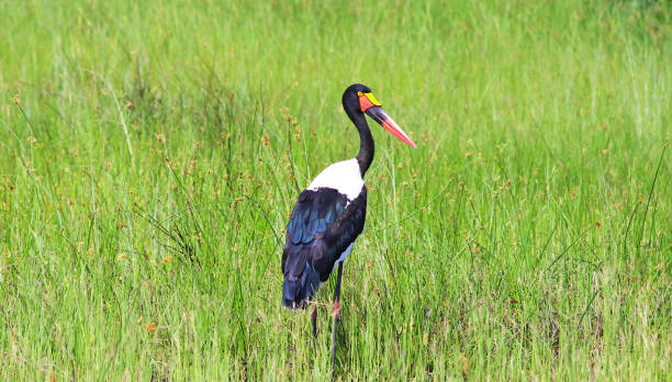Tarangire wildlife guide