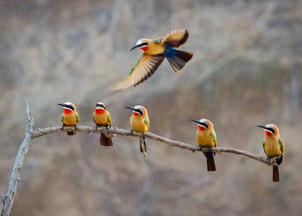 best Tarangire bird watching tips