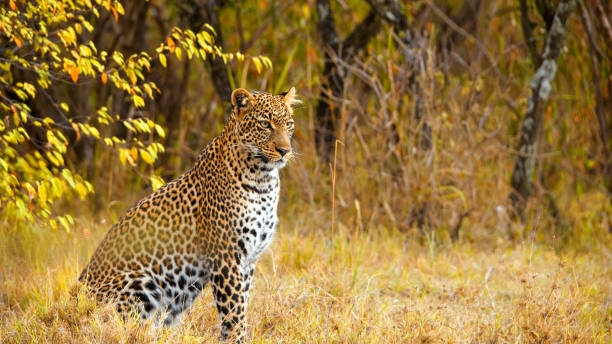 top safari routes in Serengeti