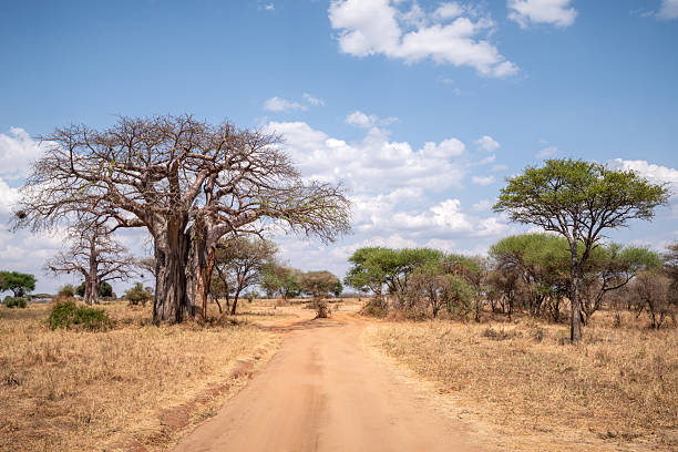 best Tarangire travel tips