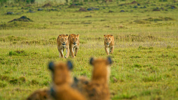 Tarangire day trips guide