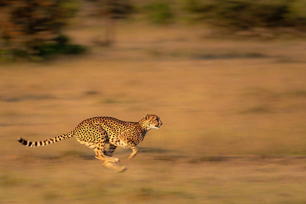 Serengeti adventure stories