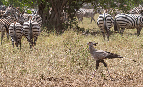 best Tarangire bird watching tips