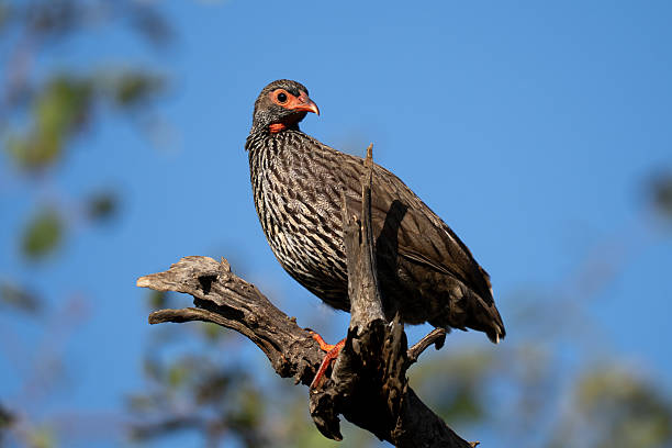 best Tarangire bird watching tips
